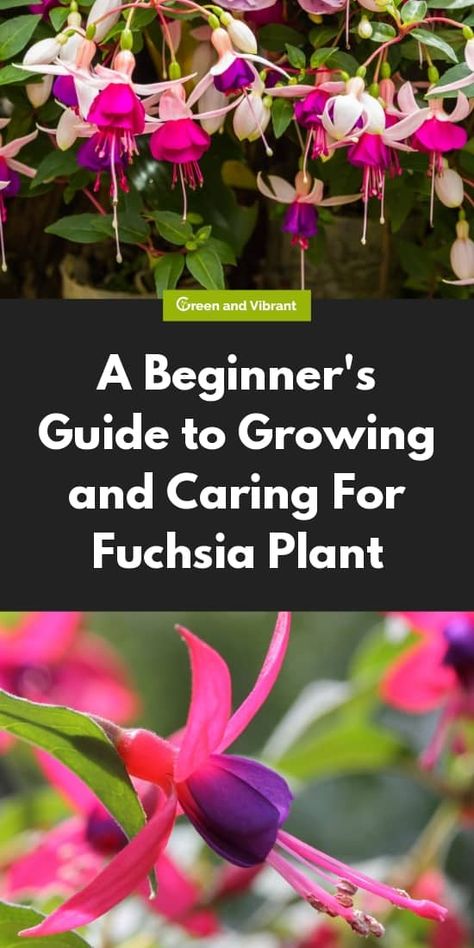 Perennial Flowers For Hanging Baskets, Growing Fuschia Plant, Fuscia Plant Care, Fuchsia Plant In Pot, Fuschia Plant Care, Fucia Flower, Fuscia Plant, Fushia Plant, Fuschia Plant