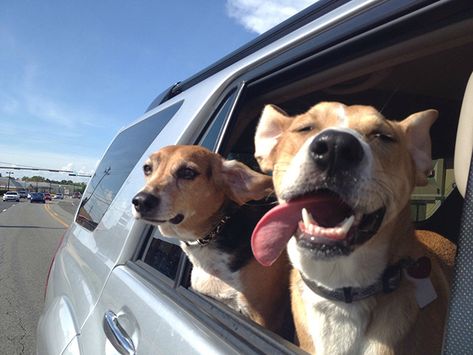 15 happiest pictures of dogs sticking heads out of car windows Dog Window, Happy Pictures, Dog Car, Two Dogs, Sleeping Dogs, Cat Person, Car Ride, Dog Behavior, Happy Dogs