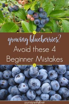 Perfect Garden Layout, Blueberry Tree, Grow Blueberries, Blueberry Gardening, Gemüseanbau In Kübeln, Growing Blueberries, Berry Garden, Blueberry Plant, Diy Lawn