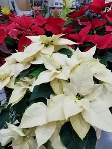 Filipina Debut, Poinsettia Care, Rock Lamp, Front Flower Beds, Salt Rock, White Poinsettia, Poinsettia Plant, Household Plants, Sun Garden