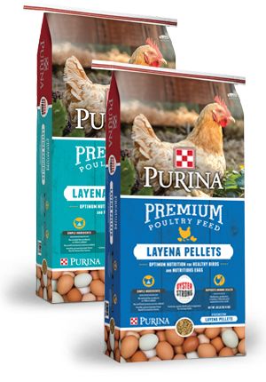 Chicken Layer Feed, Poultry Feed, Laying Hens, Backyard Poultry, Backyard Flocks, Chicken Garden, Free Range Chickens, Chicken Feed, Poultry Farm