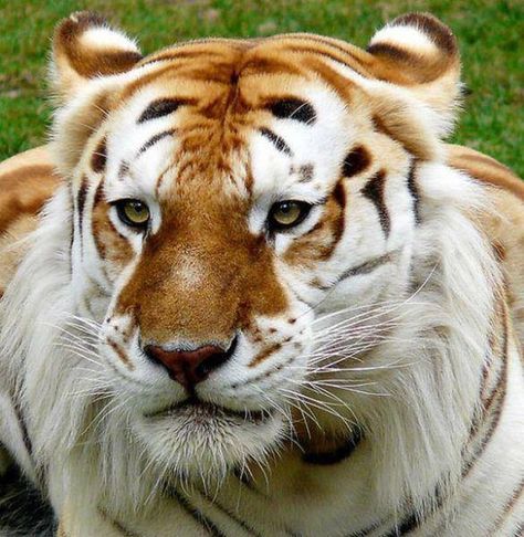 Handsome fellow Golden Tabby Tiger, Tabby Tiger, Golden Tabby, Golden Tiger, Rare Animals, A Tiger, Large Cats, Unique Animals, Exotic Pets