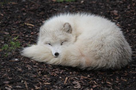 Arctic Fox Sleeping, Fox Sleeping, Marble Carving, Arctic Animals, Arctic Fox, Carving Ideas, Fluffy Animals, Reference Photos, Nature Animals