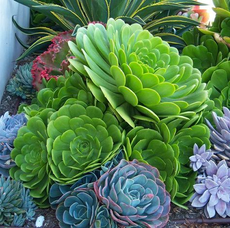 Aeonium Urbicum, Aeonium Succulents, Succulent Leaves, Succulents Plants, Succulent Soil, Succulent Gardening, Plant Ideas, Green Cactus, Dark Mark