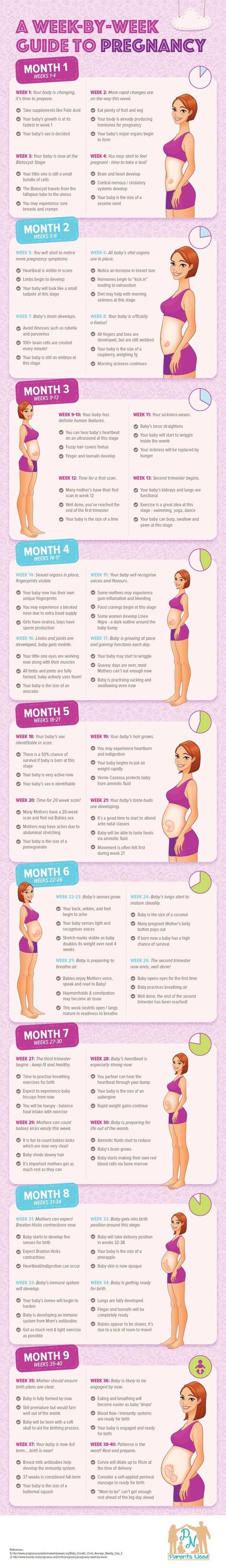 Pregnancy Chart, Pregnancy Timeline, Pregnancy Facts, Pregnancy Help, Pregnancy Checklist, Healthy Pregnancy Tips, Happy Pregnancy, Pregnancy Info, Newborn Baby Tips