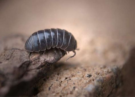 Creepy AND crawly! If you have damp cardboard or rotting wood in your garage, it's more than likely you have pill bugs inhabiting your space. Learn about how you can keep these pesky insects out of your home. | 10 Pests That Might Be Living in Your Garage Rolly Polly Bug, Potato Bugs, Pill Bugs, Rollie Pollie, Florence Style, Jack Osbourne, Pill Bug, Growing Garlic, Garden Bugs