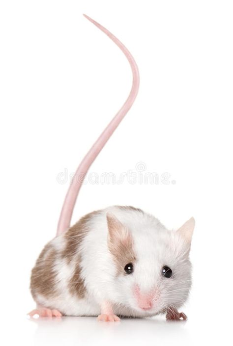 Mouse with a long tail. Beautiful mouse with a long tail posing on a white backg , #ad, #Beautiful, #mouse, #tail, #Mouse, #long #ad Mouse Tail, Mouse Photos, Moon Tattoo Designs, Cute Mouse, Long Tail, Moon Tattoo, Photo Poses, Bugs, White Background