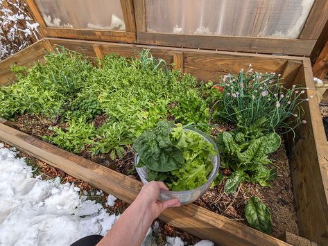 Year-Round Gardening in Colorado Colorado Greenhouse, Gardening In Colorado, Colorado Gardening, Colorado Garden, Hardening Off Seedlings, Growing Calendar, Solar Heat, Hoop House, Cold Frames