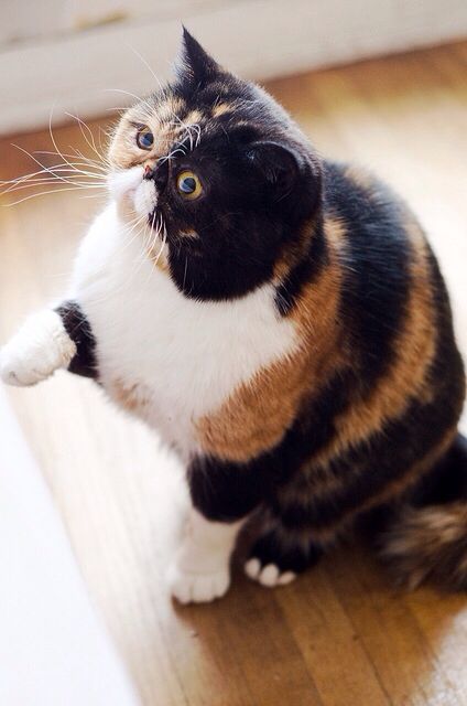 Fat Calico Cat Fat Calico Cat, Cat Cottage, Cats Images, Calico Kittens, Exotic Shorthair Cat, Calico Cats, Dream's Cat, Shorthair Cat, Exotic Cats