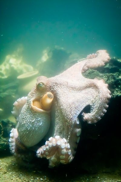 Creature Marine, Fauna Marina, Water Creatures, Beneath The Sea, Albino Animals, Deep Sea Creatures, Life Aquatic, Beautiful Sea Creatures, Underwater Creatures