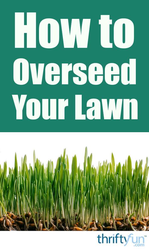 Reseeding Lawn, Overseeding Lawn, Lawn Care Schedule, Growing Grass, Diy Lawn, Lawn Care Tips, Aerate Lawn, Lush Lawn, Healthy Lawn