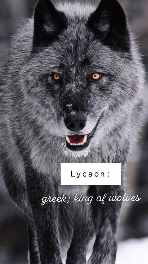 Wolf Names And Meanings, Male Viking Names With Meaning, Wolf Pack Name Ideas, Wolf Names Ideas, Names Meaning Wolf, Old Norse Names And Meanings, Fantasy Names With Meaning Forest, Male Names, Southern Baby Names