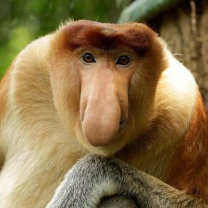 Proboscis Monkey (Nasalis larvatus) Poodle Moth, Monkey Types, Monkey Names, Proboscis Monkey, Maned Wolf, Interesting Animals, A Monkey, Unusual Animals, Big Noses