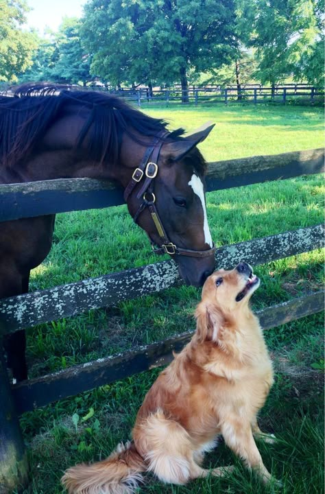 Horse Aesthetic, Cute Animals Puppies, Equestrian Life, Ranch Life, Horse Life, My Dream Life, Pretty Horses, Cute Animal Photos, Golden Retrievers