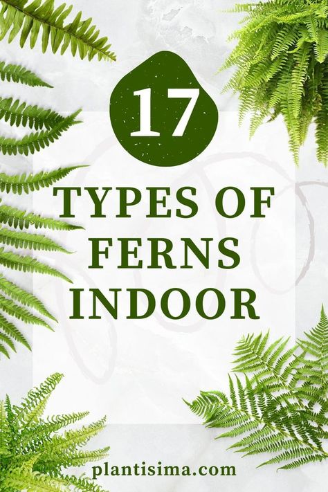 We're bringing an ultimate guide on how to take care of types of fern indoors. Before you blink, you'll know it by heart. Fern Care Indoor, Types Of Fern Plants, Indoor Fern Plants, Fern Planters, Indoor Ferns, Ferns Care, Types Of Ferns, Low Light Indoor Plants, Ferns Garden