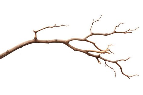 Tree branch plant white background. AI generated Image by rawpixel. | free image by rawpixel.com / charlie Tree Branches Photography, Willow Branch Tattoo, Painting Tree Branches, Branch Aesthetic, Scrapbook Yearbook, Plant White Background, Stick Tree, Branch Illustration, Branch Drawing