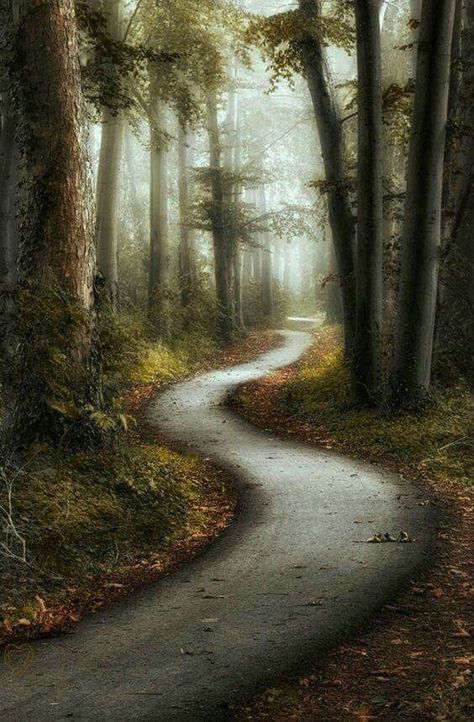 Nature, Best Landscape Photography, Natures Path, Forest Path, Stairway To Heaven, Landscape Trees, Tree Art, Image Photography, Nature Scenes