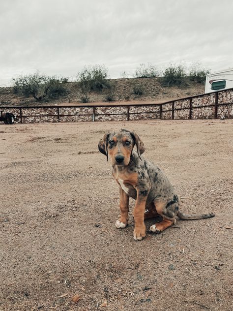 Ranch Dogs Breeds, Country Dog Aesthetic, Western Dogs, Farm Dogs Breeds, Dog Mom Aesthetic, Ranch Dogs, Country Dogs, Punchy Cowgirl, Duck Hunting Dogs