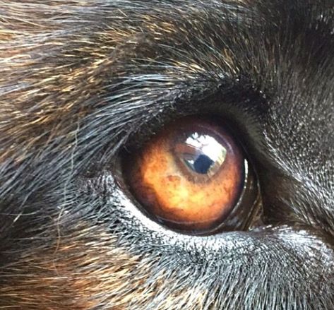 Bear Eyes Drawing, Dogs Eyes Painting, Animal Eye Drawing Colored Pencils, Animal Eye Close Up, Animal Eyes Close Up, Bear Eyes, Bear Reference, Bears Art, Black Bears Art