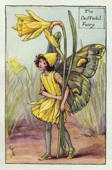 March's flower is the daffodil which, in the language of flowers means 'regards'. It was a superstition that daffodils were unlucky at weddings. Daffodil Fairy, 동화 삽화, Spring Fairy, Fairy Illustration, Cicely Mary Barker, Daffodil Flower, Vintage Fairies, Fairies Elves, Flower Fairies