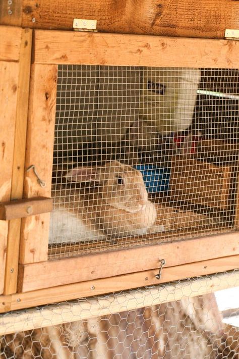 A rabbit in a cage. Picture Tutorial, Rabbit Cage, In The Flesh, Rabbits, Need To Know, Step By Step, At Home, Quick Saves