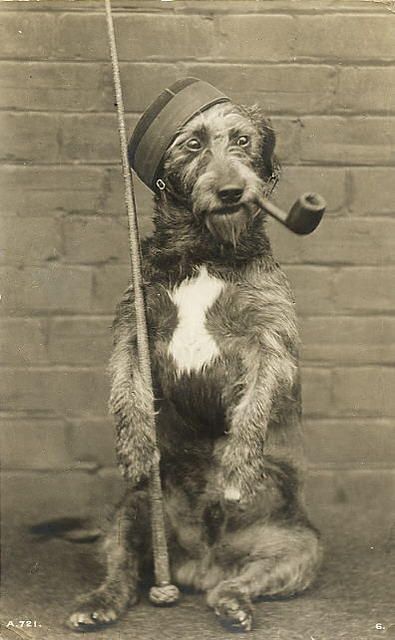 Dog photography pose...soo funny Dog Photography Poses, Poor Dog, Dog Images, Old Dogs, Vintage Dog, Animal Companions, Dog Photography, Cat Care, Puppy Training