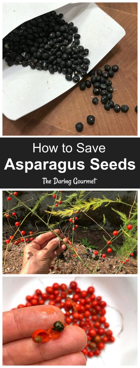 How to Save and Store Asparagus Seeds Asparagus Seeds How To Grow, Saving Seeds From Vegetables, Asparagus Growing, Asparagus Plants, Storing Seeds, Asparagus Seeds, Bee Yard, Aesthetic Gardening, Saving Seeds