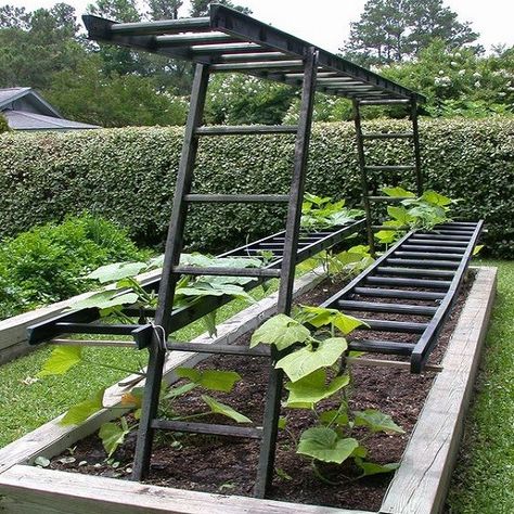 Ten Amazing Things You Can Make With Old Metal Ladders - Top 10 of Anything and Everything - The Fun Top Ten Blog Hardy Kiwi Trellis Ideas, Ladder Trellis Ideas, Ladder Arbor, Grape Trellis Ideas, Kiwi Trellis, Ladders In The Garden, Grapevine Trellis, Kiwi Growing, Ladder Trellis