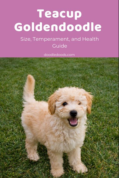 Everything to Know about Teacup Goldendoodles Doodle Tips, Teacup Goldendoodle, Huge Teddy Bears, F1b Goldendoodle, Goldendoodle Breeders, Puppy Facts, Goldendoodle Puppy For Sale, Best Dogs For Families, Toy Poodles