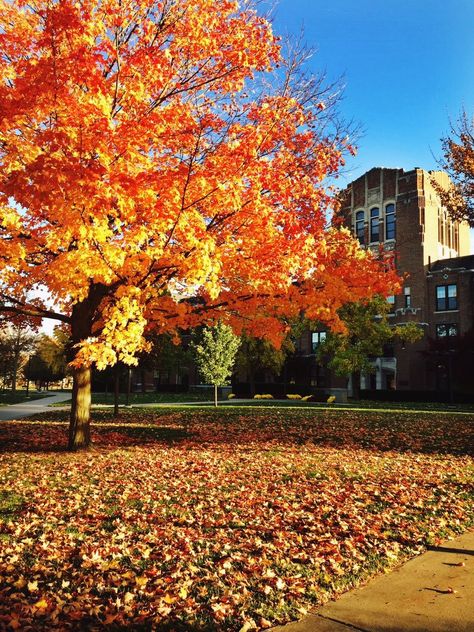 Central Michigan University in the Fall Central Michigan University Aesthetic, Haunted Hayride, College Vision Board, Central Michigan University, Michigan Wolverines Football, Wolverines Football, Central University, Michigan University, College Board