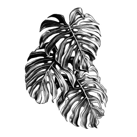 Monstera deliciosa. Available design. #flash #flashtattoo #monstera #leaf #plant #drawing #design #illustration #blackwork #dotwork #illsontattoo #illson | By illson | Jul 16th 2019 | 1093130 Monstera Deliciosa Tattoo, Plant Scrapbook, Tattoos Plants, Monstera Tattoo, Blatt Tattoos, Fenrir Tattoo, Tatuaje Trash Polka, Plant Tattoos, Flor Tattoo