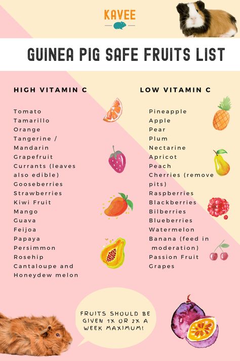 Guinea Pig Food Chart, Guinea Pig Food Ideas, Guinea Pig Ideas, Guinea Pigs Cage Ideas, Food For Guinea Pigs, Guinea Pig Snacks, Notebooks To Buy, Guinea Pig Food List, Guinea Pig Cage Ideas