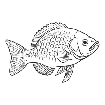 fish drawing,wing drawing,ring drawing,color drawing,tilapia drawing,tilapia outline,tilapia sketch,tilapia coloring page,tilapia outline art,tilapia coloring book,tilapia black and white,tilapia line art,outline,sketch,line drawing,line art,coloring page,outline art,children s coloring page,thick lines,coloring book,black and white,fin,organism,fish,art,tail,marine biology,drawing,ray-finned fish,illustration,fish products Tilapia Drawing, Fish Sketch Drawing, Biology Drawing, Illustration Fish, Ring Drawing, Fish Outline, Wing Drawing, Art Outline, Fish Sketch