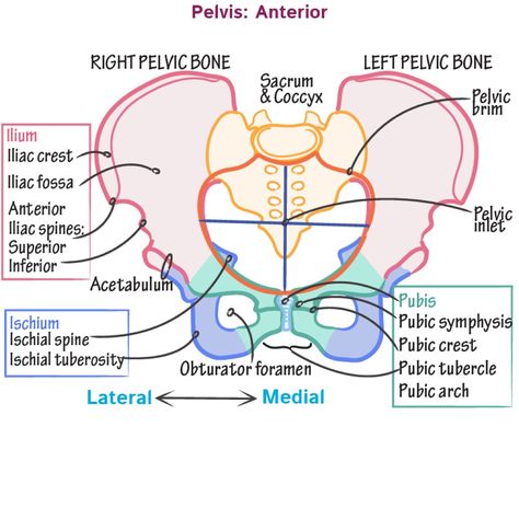 Anatomy Printables, Anatomy Labeled, Pelvis Bone, Pelvis Anatomy, Anatomy Lab, Anatomy Education, Medical Terminology Study, Nursing School Inspiration, Pelvic Girdle