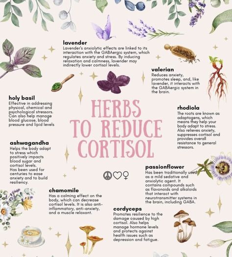 Regulate Cortisol, Lower Cortisol, Medical Herbs, Feminine Health, Herbal Apothecary, Natural Healing Remedies, Herbal Healing, Home Health Remedies, Herbal Magic