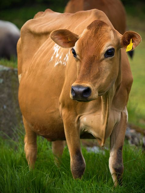 Golden Cow | The 70-200 F4.0L IS does not disappoint. At F4 … | Flickr Jersey Cattle, Ranch Animals, Huge Eyes, Jersey Cow, Bull Cow, Moo Moo, Cow Pictures, Cow Calf, Majestic Animals