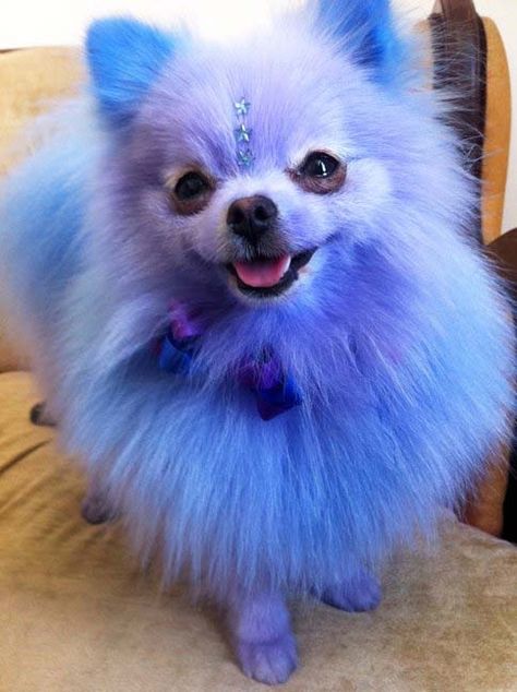 15 Pets Who Hate Their Owners Blue Dog, Blue, White