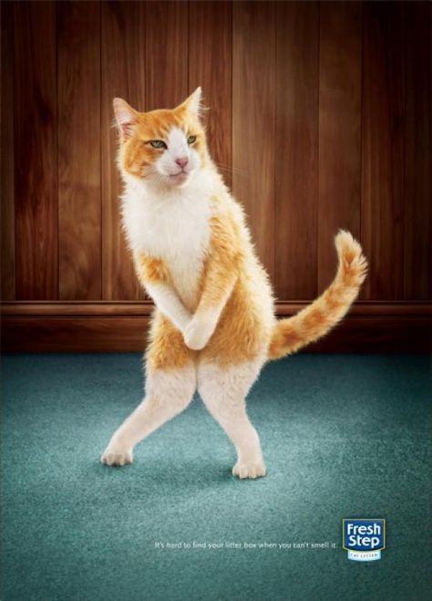 I love these cat litter advertisements :) Jill Greenberg, Pet Advertising, Funny Commercials, Cat Colors, Cats Meow, Cat Litter, Advertising Design, Funny Cat, Cat Pics