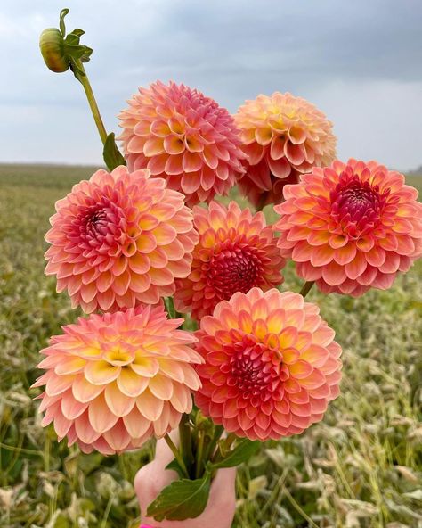 Dalia Bouquet, Dahlia Aesthetic, Dalia Flower, Flowers Farm, Flower Boquet, Life Aesthetic, Favorite Flowers, Still Life Art, Beautiful Bouquet