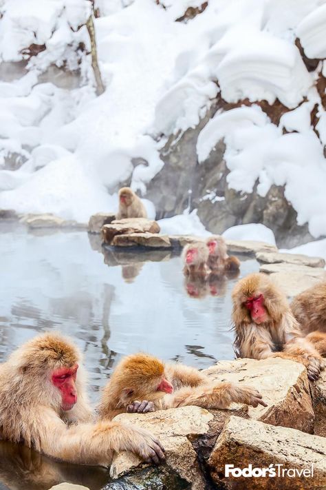 Meet the most relaxed primates in Japan at this magical onsen. #Japan #Asia #monkeys #snowmonkeys #onsen #onsenbaths #hotsprings #winter #cute #animals #wildlife #travel #traveltips #travelinspiration #wanderlust #bucketlist #outdoors #adventure Monkeys In Hot Springs, Snow Monkeys Japan, Jigokudani Monkey Park, Japanese Monkey, Japan Honeymoon, Snow Monkeys, Onsen Japan, Japanese Onsen, Winter In Japan