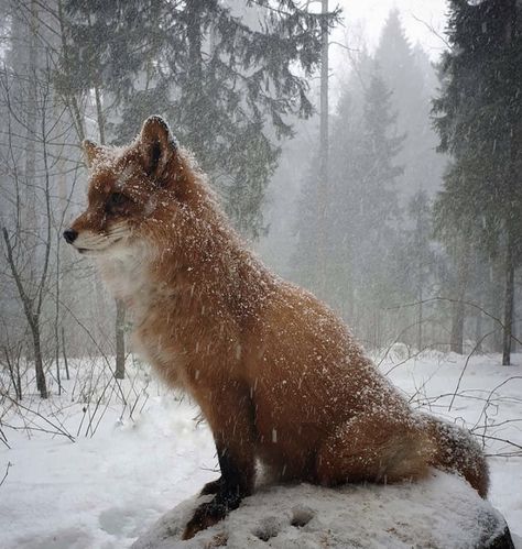 Fox In Snow, Fox Boy, Fox Pictures, Pet Fox, Wild Creatures, December 19, Silly Animals, Cute Fox, Cute Animal Photos