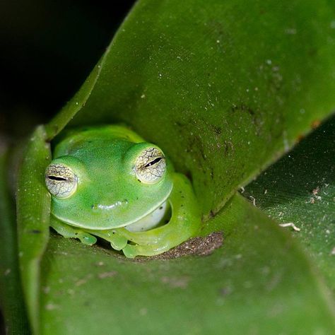 Emerald Glass Frog Sleeping in a Bromilead Plant. Frog Sleeping, Colorful Frogs, Frog Sitting, Frog Pictures, Glass Frog, Funny Frogs, Frog Art, Frog And Toad, Tree Frogs