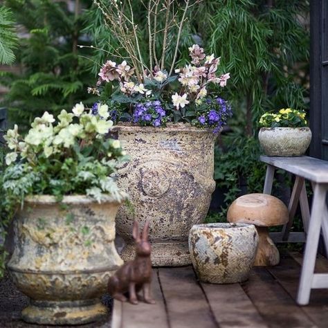 Container Ideas, Garden Urns, Survival Gardening, Patio Plants, Garden Containers, French Garden, Garden Cottage, Landscape Ideas, Outdoor Garden Furniture