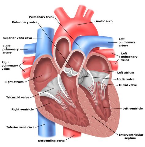 heart anatomy | Circulating System) Anatomy Flashcards, Sistem Saraf, Heart Image, Basic Anatomy And Physiology, Parts Of The Heart, Heart Anatomy, Science Stickers, Patient Education, Nursing Study