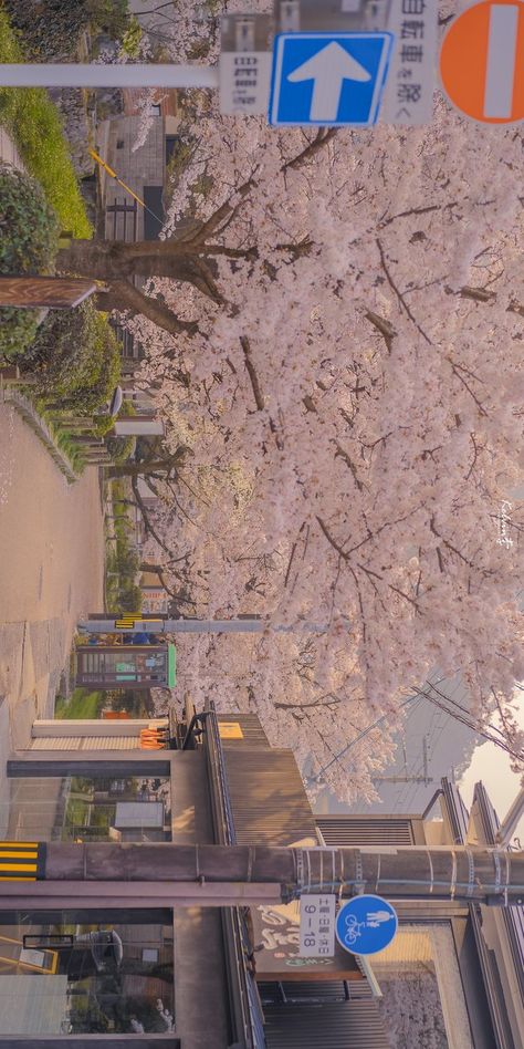 Korean Desktop Wallpaper Hd 1080p, South Korea Wallpaper Desktop, Cherry Blossom Wallpaper Laptop, Cherry Blossom Laptop Wallpaper, Japan Aesthetic Wallpaper Pc, Cherry Blossom Wallpaper Desktop, Cherry Blossom Desktop Wallpaper, Macbook Air Wallpaper, Cherry Blossom Wallpaper