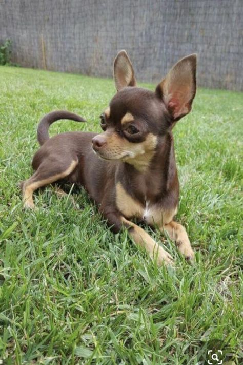 Psy Chihuahua, Teacup Chihuahua Puppies, Chihuahua Funny, Dog Chihuahua, Dog Line, Very Cute Dogs, Chihuahua Lover, Cute Chihuahua, Chihuahua Love