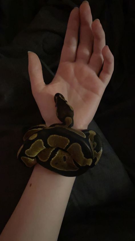 Snakes As Pets, Snakes Ball Pythons, Ball Python Wallpaper, Pet Snake Aesthetic, Ball Python Aesthetic, Australia Animals Scary, Pet Ball Python, Cute Ball Python, Snakes Aesthetic