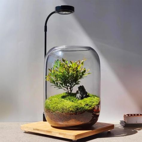 SARUFO Glass Plant Terrarium with LED Light Desktop Display Air Plants Containers Office Home Tabletop Decoration Indoor Flower Pot Micro-Landscape Moss Vase Planter Lovers Gifts Copyright Patent Watering Trees, Wooden Garden Bed, Growing Moss, Indoor Flower Pots, Plant Terrarium, Rose Seeds, Cheese Plant, Terrariums Kits, Indoor Flowers