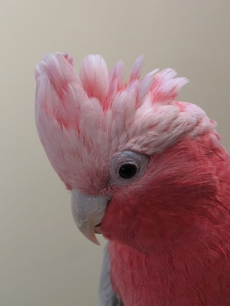 A close up of a Galah @northernparrots Bird Close Up, Pink Galah, Galah Bird, Galah Cockatoo, Regard Animal, Most Beautiful Birds, Pink Bird, Australian Birds, Australian Animals