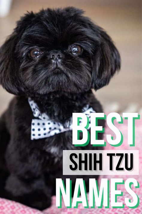 Best Shih Tzu Names Dog Training, Shih Tzu, Shih Tzu Names, Helpful Things, Basic Needs, Train Your Dog, Pet Parent, Training Your Dog, You Can Do